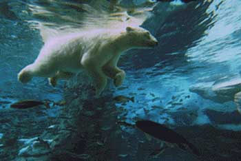Polar Bear Swim Club